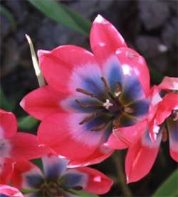 Tulipan Little Beauty 8 løg